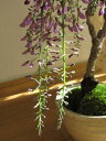 ギフト 育てる楽しみ藤盆栽2025年4月開花藤盆栽となります。送料無料盆栽:【藤盆栽】 夜藤 お花見セット