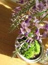 藤のお花を楽しむフジ盆栽ギフト育てる楽しみ藤盆栽2025年4月開花盆栽:【フジ盆栽】 藤盆栽 ちなみに海外でも BONSAI ボンサイと言います。