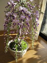 2025年4月末頃開花の藤盆栽 お花見乾杯セット フジ盆栽