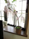 ギフト　盆栽： 育てる楽しみ紅藤盆栽信楽鉢入り　2022年4月開花予定