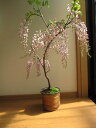 母の日プレゼントに 藤のお花を楽しむ フジ盆栽ギフト盆栽:【藤盆栽】ホンベニフジ本紅藤 2024年4月頃開花予定