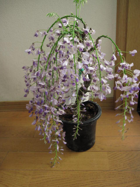 母の日のプレゼントに育てる楽しみ2024年藤のお花を楽しみに育てる鉢植え藤【4月15日以降のお届けは清涼感のある葉藤となります】【育てる藤 】 プラ鉢　フジ　一才藤　2024年開花の藤となります鉢植えで育てる事ができます2024年ギフト鉢花