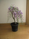 育てる楽しみ2025年4月に開花の藤のお花をプレゼントに育てる楽しみ鉢花の藤プレゼントに藤苗【藤の花】庭木【藤】フジ苗木 開花は2025年春 四月です。