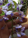 ギフト 藤 雛草 寄せ植え【送料無料】藤盆栽 2025年4月開花藤盆栽となります。