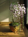 2025年4月に開花の藤の花おすすめ春ギフト 藤 おだまき 雛草の 寄せ植え育てる楽しみ藤盆栽【送料無料】藤盆栽