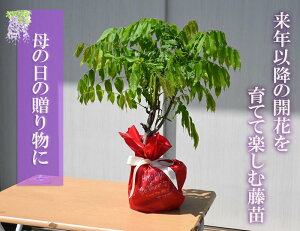 人気のある藤を母の日ギフトに今年の育てる楽しみ2025年育てる楽しみのあるお誕生日ギフト 育てて楽しむ 藤苗 葉藤 来年以降の開花になります 贈り物一才藤