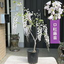 プレゼントに2025年4月開花 藤苗 口紅藤