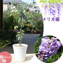 遅れてごめん母の日ギフト2025年二季咲藤2025年5月に開花母の日プレゼントにアメリカ藤鉢植え アメリカフジ アメジストフォール 鉢植え 紫花