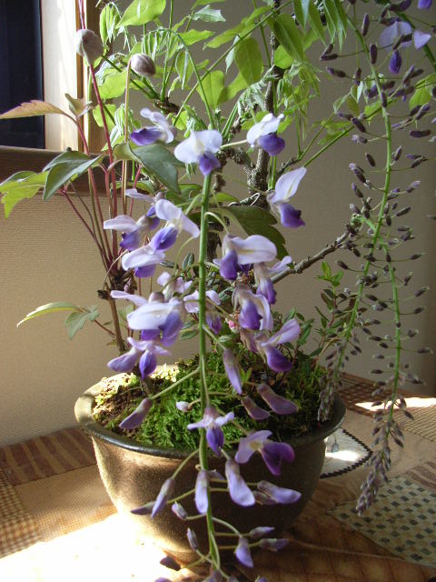 育てる楽しみ藤盆栽: 藤と季節の山野草の寄せ植え 【送料無料】2025年4月開花藤盆栽となります。