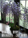 育てる楽しみ藤盆栽2023年4月末頃の開花藤盆栽となります。 【送料無料】盆栽:【藤盆栽】