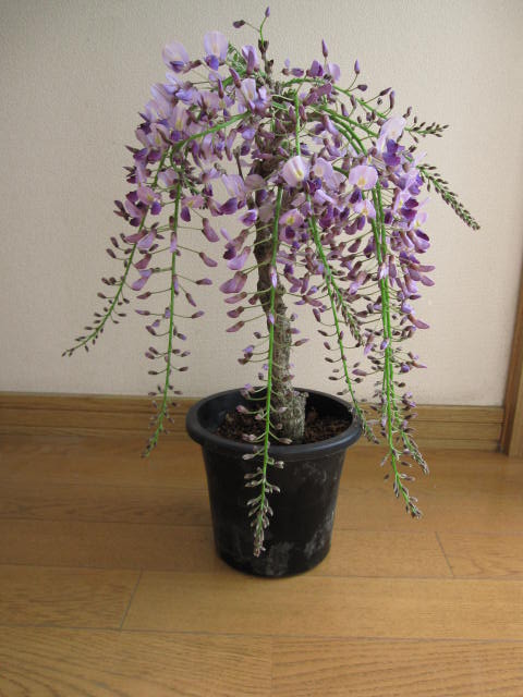 2024年 おすすめの鉢花 お誕生日や母の日プレゼントに育てる【葉藤】鉢植えでも育てることができる藤ですフジ苗庭木…