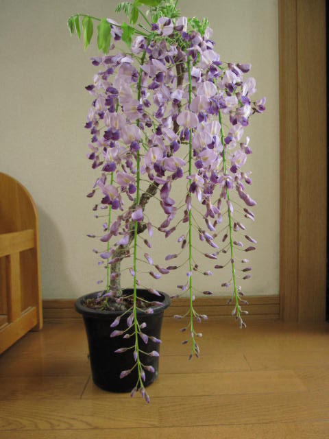 プレゼントにギフトに藤の花を楽し