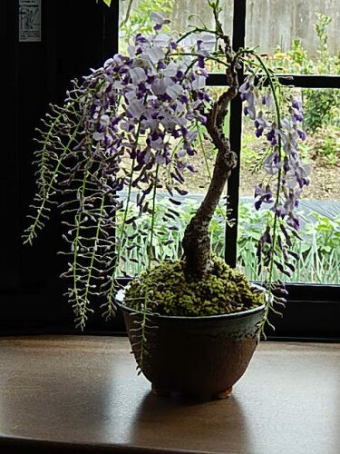 藤信楽鉢植え育てて咲かそうパッと一花開花した藤のお花の香りも楽し...