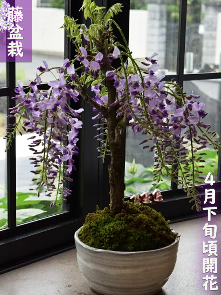 【母の日のお届けは開花調整したフジをお届け】プレゼント 花 ギフト 藤盆栽 おすすめ 鉢花2024年開花 母の日 プレゼント 花 ギフト 藤 ふじ フジ 藤の花 花藤 盆栽 ミニ盆栽 鉢植え フラワーギフト 生花