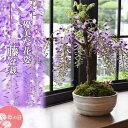 2025年5月に開花藤盆栽母の日ギフトにお花と香りが楽しめますお届け時蕾が固くお届け後 開花する藤盆栽です プレゼント 花 ギフト 藤盆栽 おすすめ 鉢花 お誕...