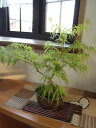 盆栽【もみじ】と【山野草】【寄せ植え】　【盆栽】【盆栽寄せ植え】