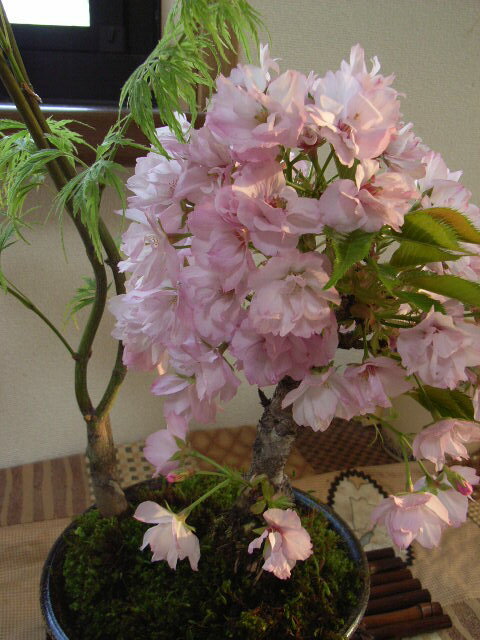 サクラ盆栽【もみじ】と【桜】お祝い寄せ植え盆栽 3