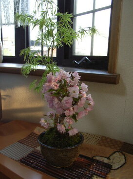 サクラ盆栽【もみじ】と【桜】お祝い寄せ植え盆栽