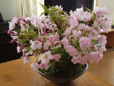 桜盆栽2014年盆栽：桜の盛り合わせ：【送料無料】海外でもBONSAIボンサイと言います。桜盆栽