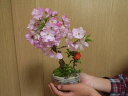 【2023年4月頃開花予定】自宅でお花見を楽しもう桜盆栽寄せ植え盆栽桜桜　長寿梅の寄せ植え