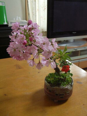 盆栽：桜長寿梅の寄せ植え