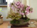 お誕生日の贈り物に 桜盆栽2025年 4月に桜は開花します。ギフト盆栽 【盆栽】桜ともみじの寄せ植え 自宅でお花見が身近で出来るさくら盆栽です※鉢皿のデザインは...