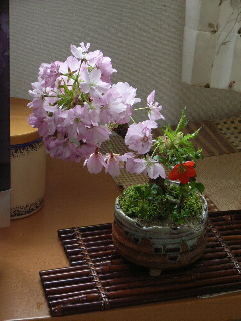 お誕生日プレゼント2024年自宅でさくらのお花見桜盆栽お祝いに盆栽　春にお花見できます。桜　長寿梅の寄せ植え 　桜盆栽