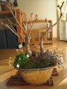 桜盆栽桜満天寄せ植え盆栽ギフト4月開花花芽付の桜盆栽となります。【送料無料】　さくら盆栽