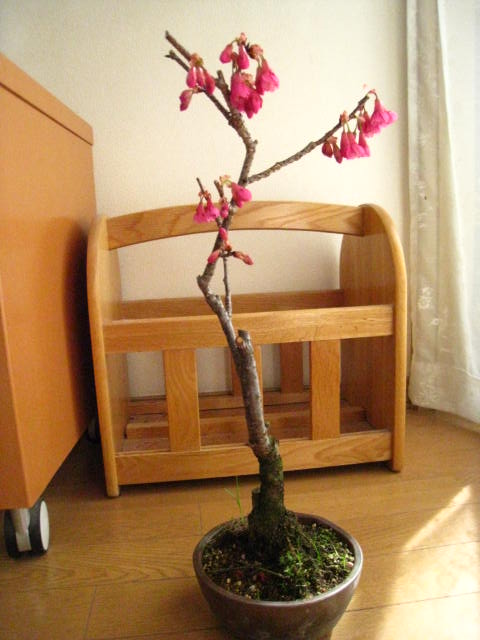 緋寒桜　盆栽　2017年花芽付の桜盆栽となります。