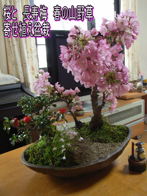 お祝いさくら【桜盆栽】 桜寄せ植え盆栽桜盆栽ギフト4月中頃開花の花芽付の桜盆栽となります 【送料無料】 さくら盆栽で お花見入学卒業祝いサクラ盆栽の贈り物信楽鉢入り【ぼんさい ボンサイ…