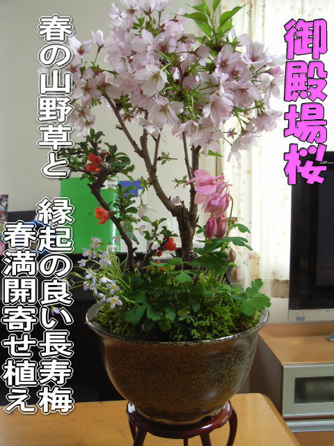 【さくら盆栽】桜寄せ植え盆栽ギフト盆栽寄せ植え桜盆栽ギフトお祝い桜盆栽桜盆栽入学卒業祝いサクラ盆栽の贈り物信楽鉢入り　花芽付の桜盆栽となります。