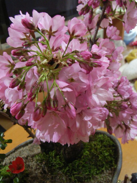 自宅でお花見が楽しめる新春お祝い桜盆栽寄せ植え桜盆栽ギフト2022年4月開花の花芽付の桜盆栽となります。桜盆栽 1