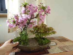 お祝い桜盆栽2021年　4月に桜は開花します。ギフト盆栽 お祝いの【盆栽】桜ともみじの寄せ植え お花見がてせきる桜盆栽となります。送料無料