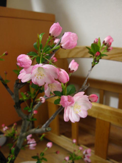 ハナカイドウ盆栽盆栽:花海棠の紹介画像3