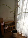 八重しだれ桜鉢植え2025年4月中頃頃開花桜【仙台しだれ桜】 桜盆栽 大 八重しだれ桜鉢植え仙台枝垂れ桜盆栽 桜 枝垂れ