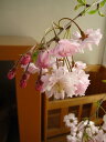 桜 枝垂れ桜【八重紅しだれ桜】2025年4月頃開花 桜鉢植 大