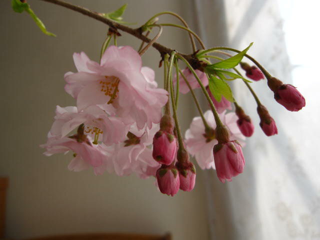 八重紅しだれ桜鉢植え2024年しだれ桜