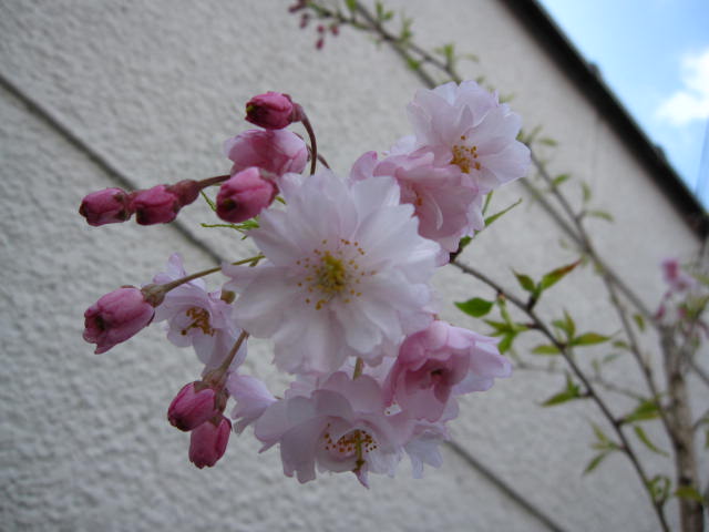 4月中頃に開花桜【仙台しだれ桜】 桜鉢植え盆栽 大 最も人気のある濃桃赤色の八重咲き品種