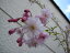 4月中頃に開花桜【仙台しだれ桜】　桜鉢植え盆栽　大　　最も人気のある濃桃赤色の八重咲き品種　