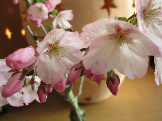 桜盆栽でお花見盆栽御殿場桜桜満開ギフト　お祝い桜盆栽2021年花芽付の桜盆栽となります。