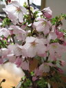 桜鉢植え桜御殿場桜桜鉢植 2022年4月に開花 　サクラ