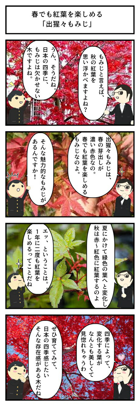 楽天市場 年今年の贈り物に盆栽 もみじ 出猩々もみじ盆栽 デショウジョウモミジ 盆栽 贈り物 信楽もみじ 出猩々 園芸百貨店何でも揃うこぼんさい 楽天市場 年今年の贈り物に盆栽 もみじ 出猩々もみじ盆栽 デショウジョウモミジ 盆栽 贈り物 信楽もみじ 出猩々 園芸百貨店何でも揃うこぼんさい