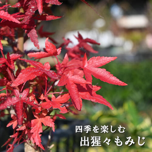 お誕生日プレゼントに盆栽　出猩々もみじ　おすすめ季節を感じる贈り物に 盆栽 もみじ デショウジョもみじ　信楽鉢入り