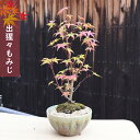 【現品】 秋を楽しむギフト 出猩々もみじ盆栽日本の美紅葉盆栽 紅葉盆栽 もみじ盆栽
