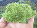 コケ 苔山苔ヤマゴケ1トレー ヤマコケ販売 あす楽対応できます 苔テラリウム