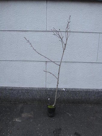 さくら苗木　桜苗大坂冬桜桜苗桜