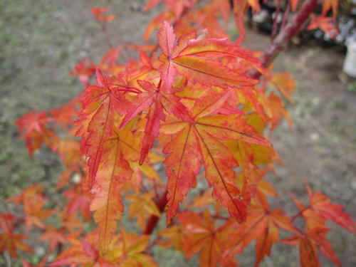 楽天市場 幹が紅色に美しいもみじ苗珊瑚閣もみじ もみじ 送料無料 紅葉 園芸百貨店何でも揃うこぼんさい 楽天市場 幹が紅色に美しいもみじ苗珊瑚閣もみじ もみじ 送料無料 紅葉 園芸百貨店何でも揃うこぼんさい