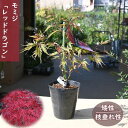 2024年NEW モミジ レッドドラゴン 苗木 もみじ 矮性 枝垂れ性