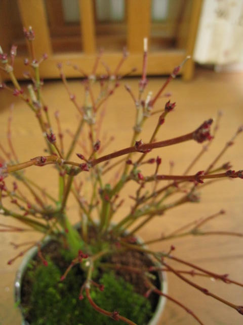 お誕生日の贈り物に もみじ盆栽ミニ盆栽:【清姫もみじ】【もみじ】【ギフト】 【盆栽】【紅葉】【ミニ盆栽】【贈り物】