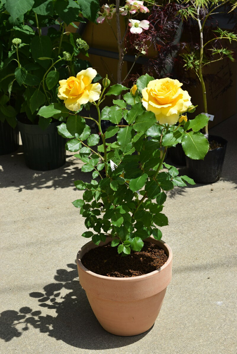 母の日プレゼント用のギフト2023年【バラ鉢植え】幸せの黄色のバラ　5月にお届けのサムネイル